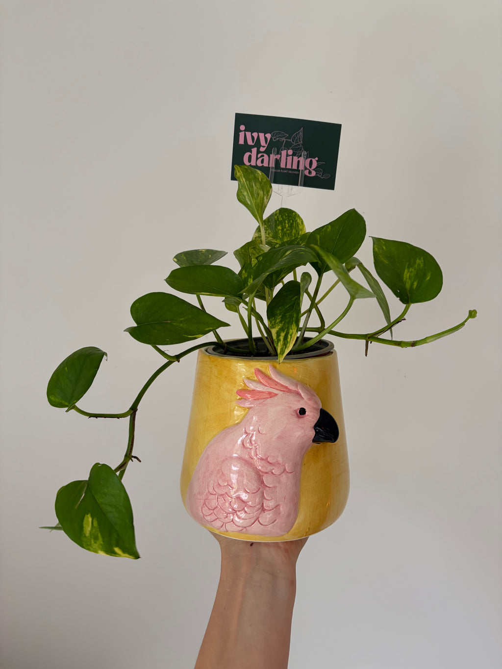 Statement Potted Plant