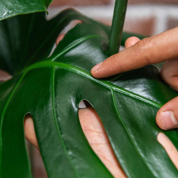 Protect Organic Plant Spray with Neem Oil