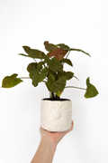 Statement Potted Plant