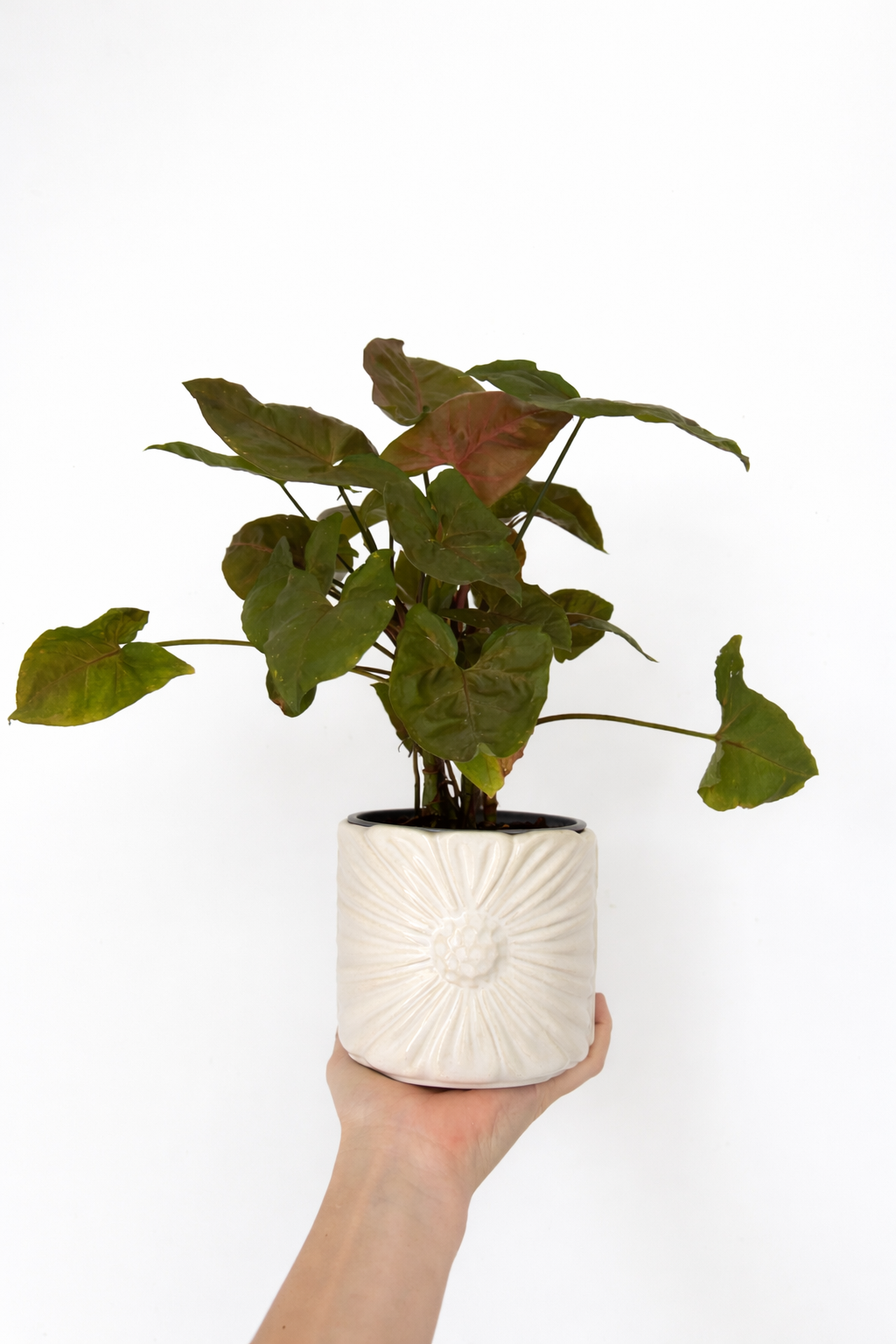 Statement Potted Plant