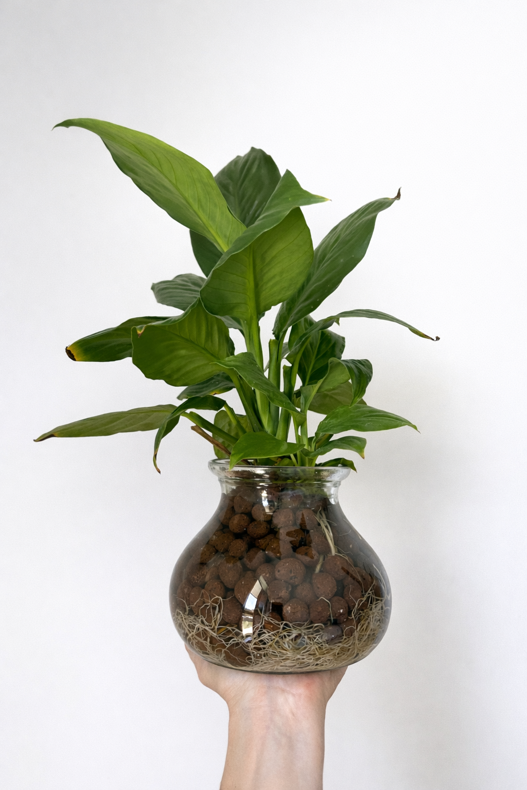 Water Plants