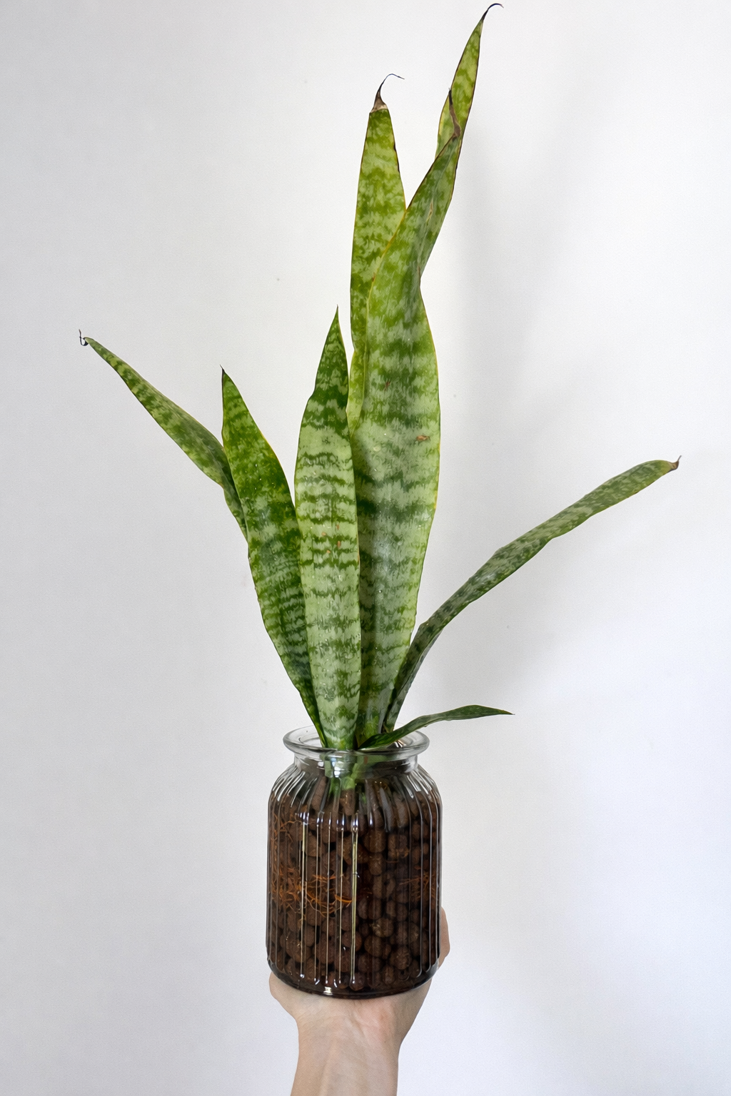 Water Plants