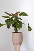 Neutral Potted Plant
