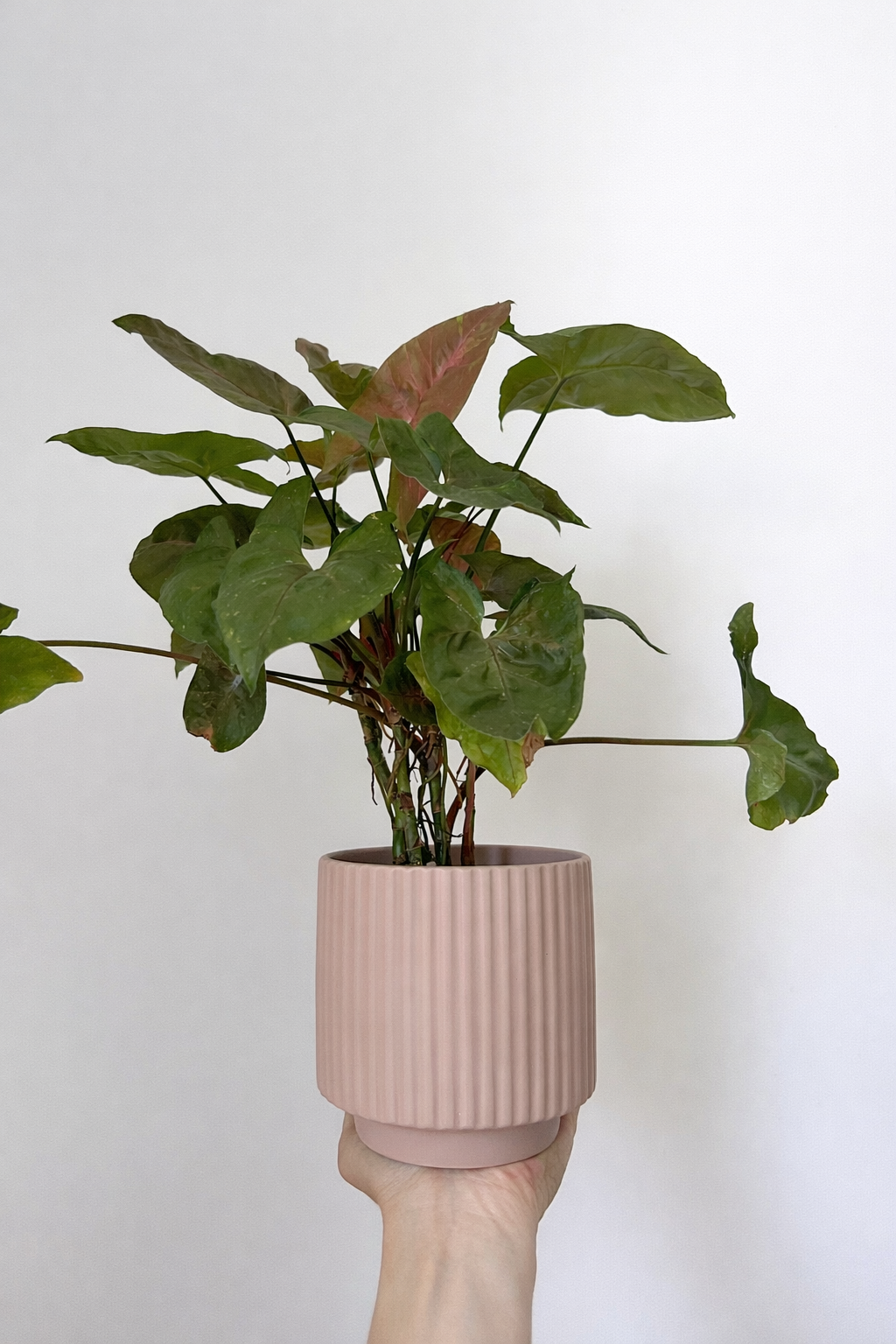Neutral Potted Plant